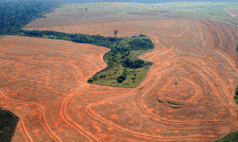 Mass tree deaths prompt fears of Amazon 'climate tipping point' 4 Mass tree deaths prompt fears of Amazon 'climate tipping point' 4
