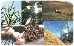 Digesting grass or burning forests is not the answer 4 Digesting grass or burning forests is not the answer 4