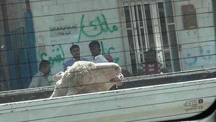 'Live animal export outrage: Minister called to shut down trade immediately' 3