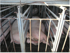 Coles urged to extend sow stall ban 4 Coles urged to extend sow stall ban 4