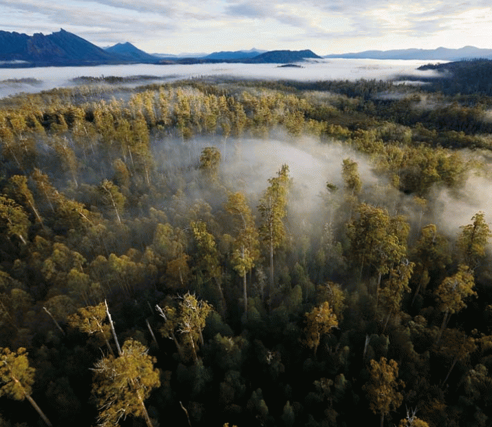 Why electioneering is at the root of Tasmania's forest furore 3