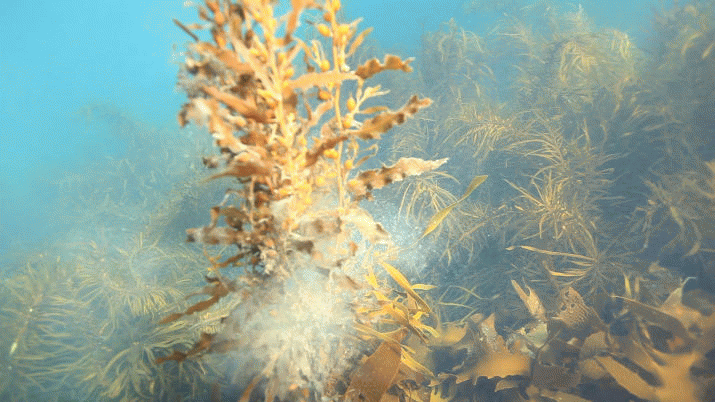 Abalone industry fears over Salmon Farms 3