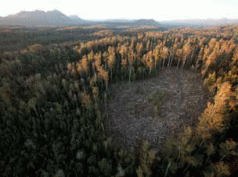 Behind the Veneer: Forest destruction and Ta Ann Tasmania. The Burning Plan 6 Behind the Veneer: Forest destruction and Ta Ann Tasmania. The Burning Plan 4
