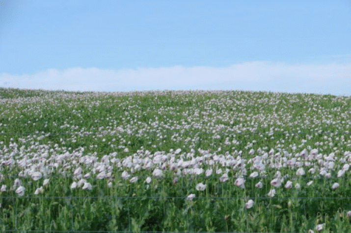 Shake-Up on Opium Island (Tasmania) 3