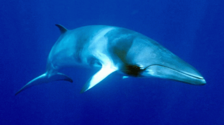 Japanese killing fleet sets sail for the Australian Antarctic Whale Sanctuary 3