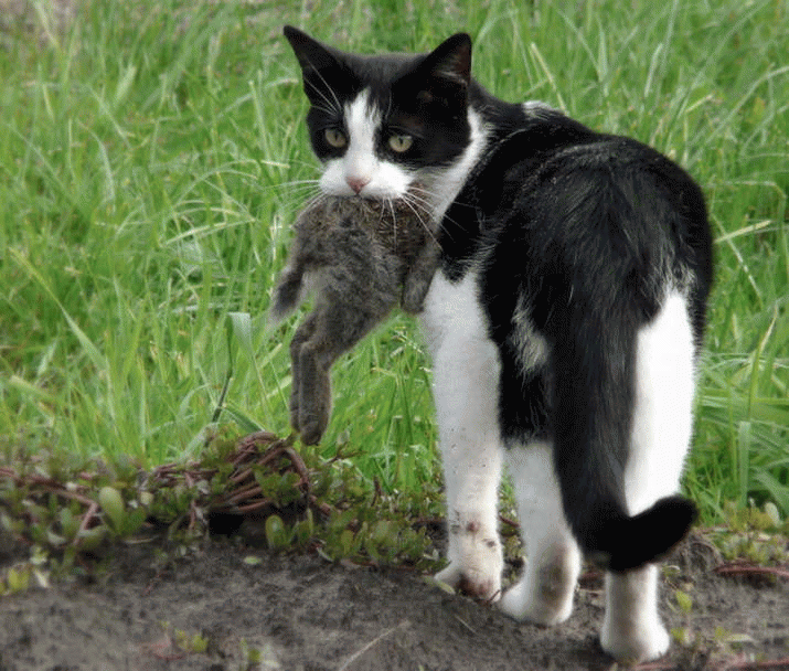 Culling pest animals can do more harm than good 3