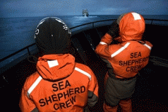 Sea Shepherd's newest ship 'Bob Barker' rammed by illegal Whaler 3