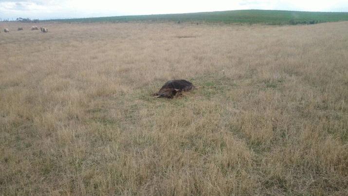 The deer poachers 3