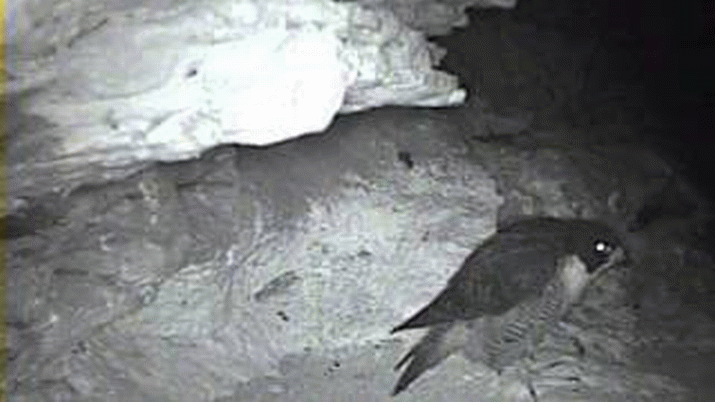 More on the nesting Peregrine Falcons ... 3
