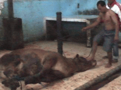 Shut down this fundamentally broken, systemically cruel trade 4 Shut down this fundamentally broken, systemically cruel trade 4