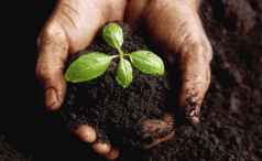 Tasmania needs biochar 4 Tasmania needs biochar 4