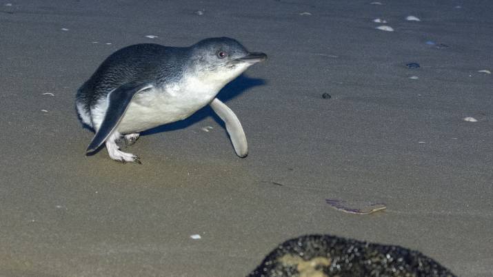 'BirdLife Tasmania welcomes DPP’s appeal of penguin killer’s sentence' 3