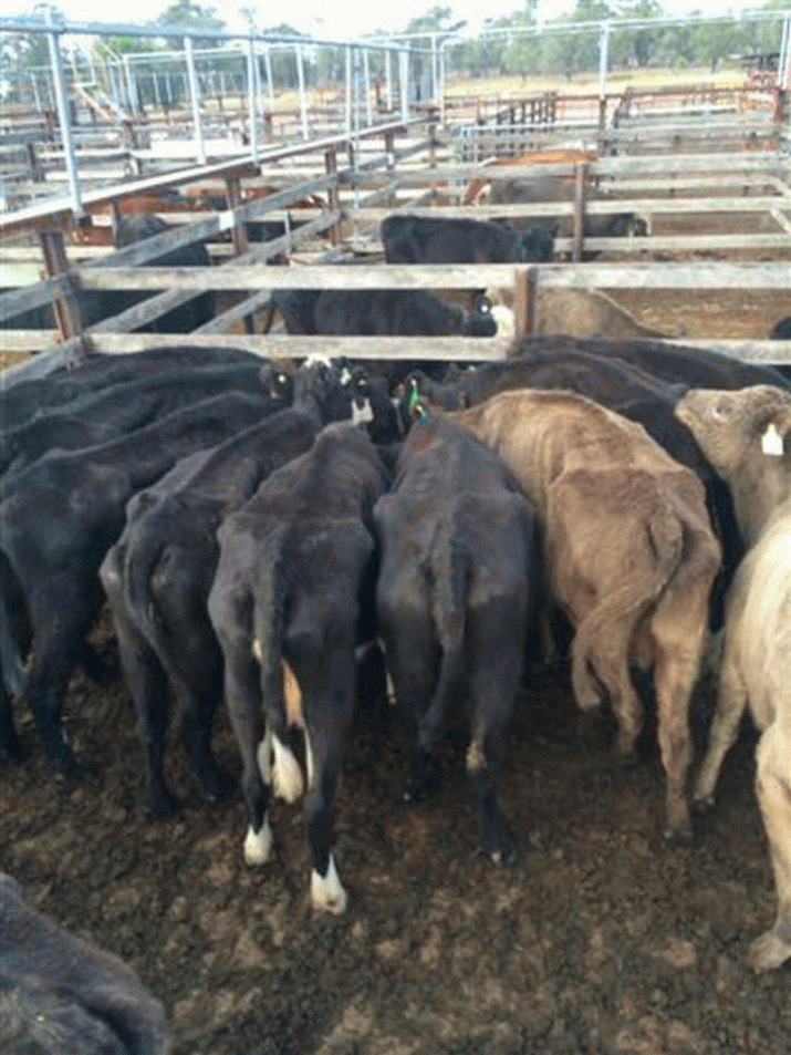 Charlie's cows: To whom it may concern ... 3