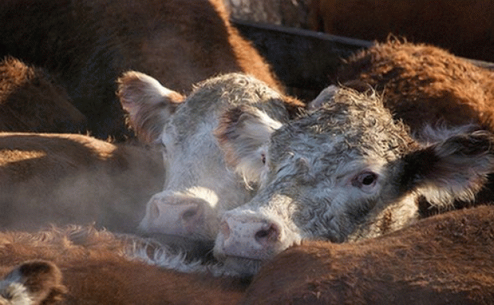 Stop Needless Live Export Abuse 3
