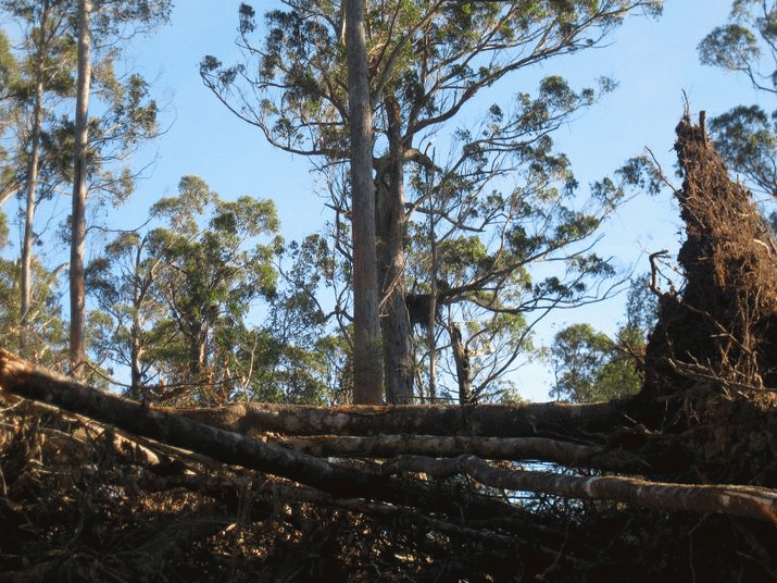 Sad Postscript to the Clearfelling of Lapoinya Forest. Meanwhile in Mutual Valley ... 3
