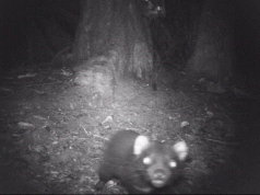 Devil calls for end to logging 3