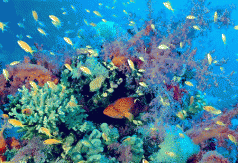 Tasmanian Conservation Trust appoints new Biodiversity Campaigner 4 Tasmanian Conservation Trust appoints new Biodiversity Campaigner 4