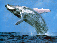 Whales: It is a lie 3
