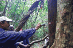 To Make Logging Legal, Liberia Will Give Every Tree a Barcode 3