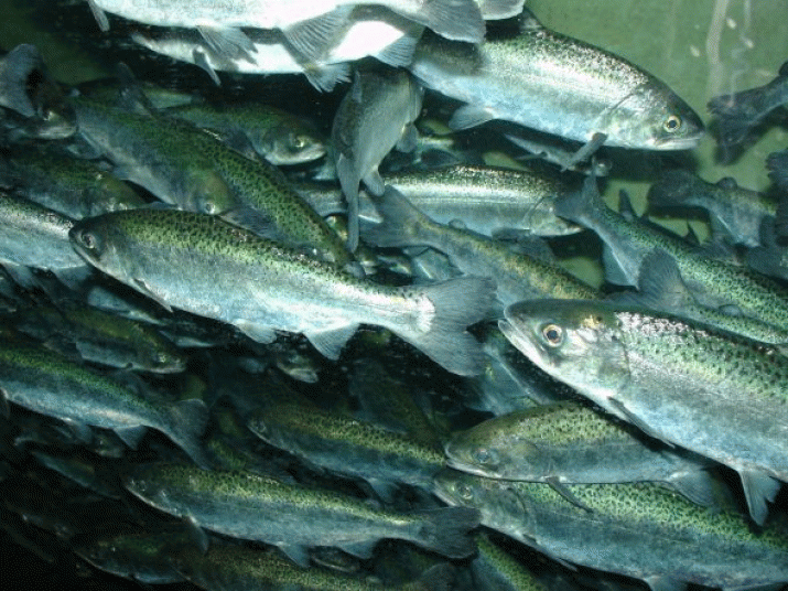 Salmon farming taking toll on marine wildlife 3