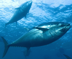 Sea Shepherd Announces Mediterranean Campaign for the Bluefin Tuna 3