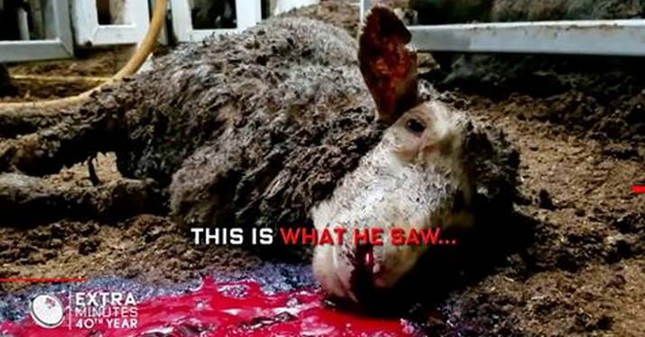 'Tasmanians rally for a ban on live animal export' 3