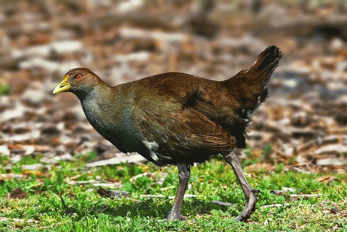 Mother Mountain: The Symphony of Birdsong (31) 3