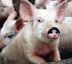 Call meat happy, but it is never humane 5