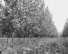 GMO Forests Could Sink Canada’ s Pulp Industry 4 GMO Forests Could Sink Canada’ s Pulp Industry 4