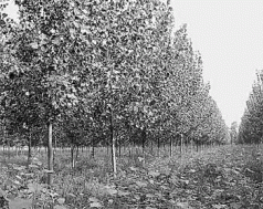 Stop GM Trees campaign 3