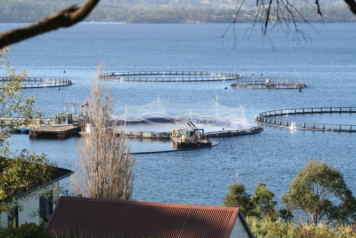 The EPA verdict on Macquarie Harbour ... Probe reveals 'salmon farming laws written by industry' 3