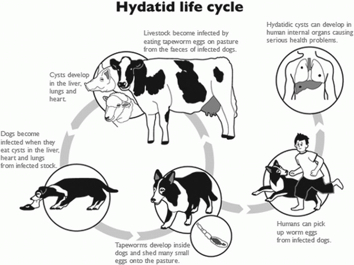 Hydatids found in Tasmanian dogs 3