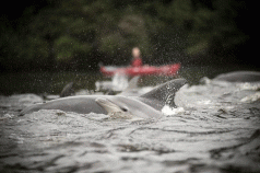 The dolphins ... before death 3