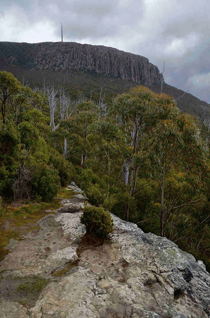 Mother Mountain: The Symphony of Birdsong (5) 3