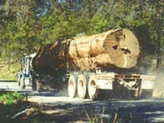 Flogging logging in the Age of Climate Change 3