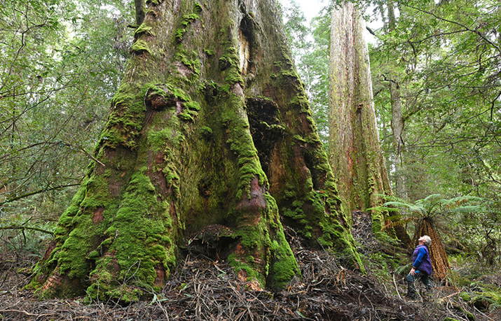 'Rainforest logging submission highlights flaws in special species plan ...