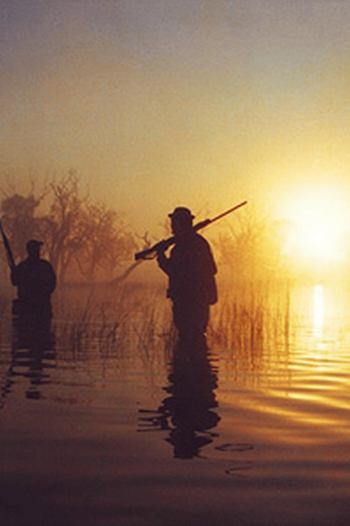 Stop the slaughter of native ducks 3
