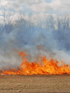 Forest logging creates fire traps: academic 3