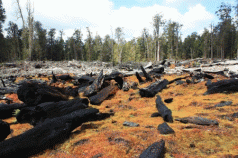 Speciality wood industries 'a smokescreen' 5