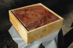 Real Native Forest Blackwood 3