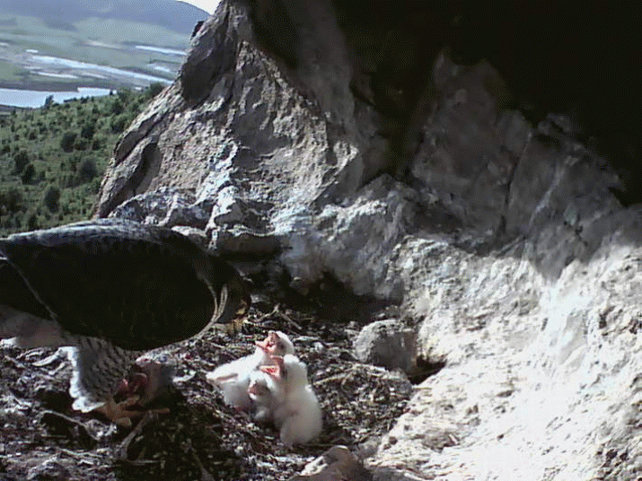 An extraordinary Picture Essay: The nesting Peregrine Falcons ... 3