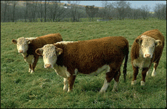 The farmer gets $5 a kilo. You pay $69 3