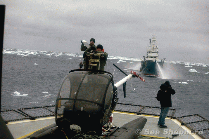 Sea Shepherd backs World Court action to protect whales 3