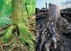 From within the forest roundtable process ...? 4 From within the forest roundtable process ...? 4