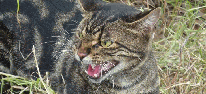 Feral cats ... 4 Feral cats ... 4