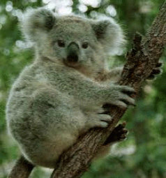 Reach to the Sun to Save the Koala 4 Reach to the Sun to Save the Koala 4