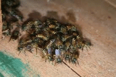 Asian honey bee incursion will sting Tasmanians if government does not act 6 Asian honey bee incursion will sting Tasmanians if government does not act 4