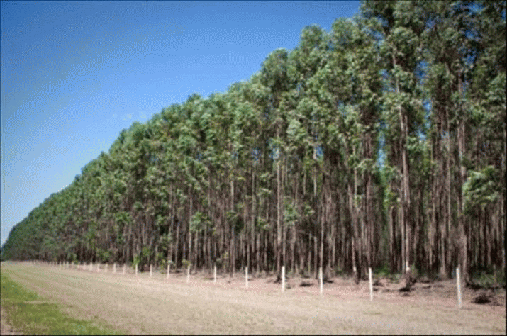 Forestry Managed Investment Schemes: $4 billion more reasons for a Royal Commission 3