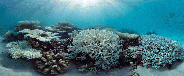 Coral or Coal? – Can’t Have Cake and Eat it Too ... 3