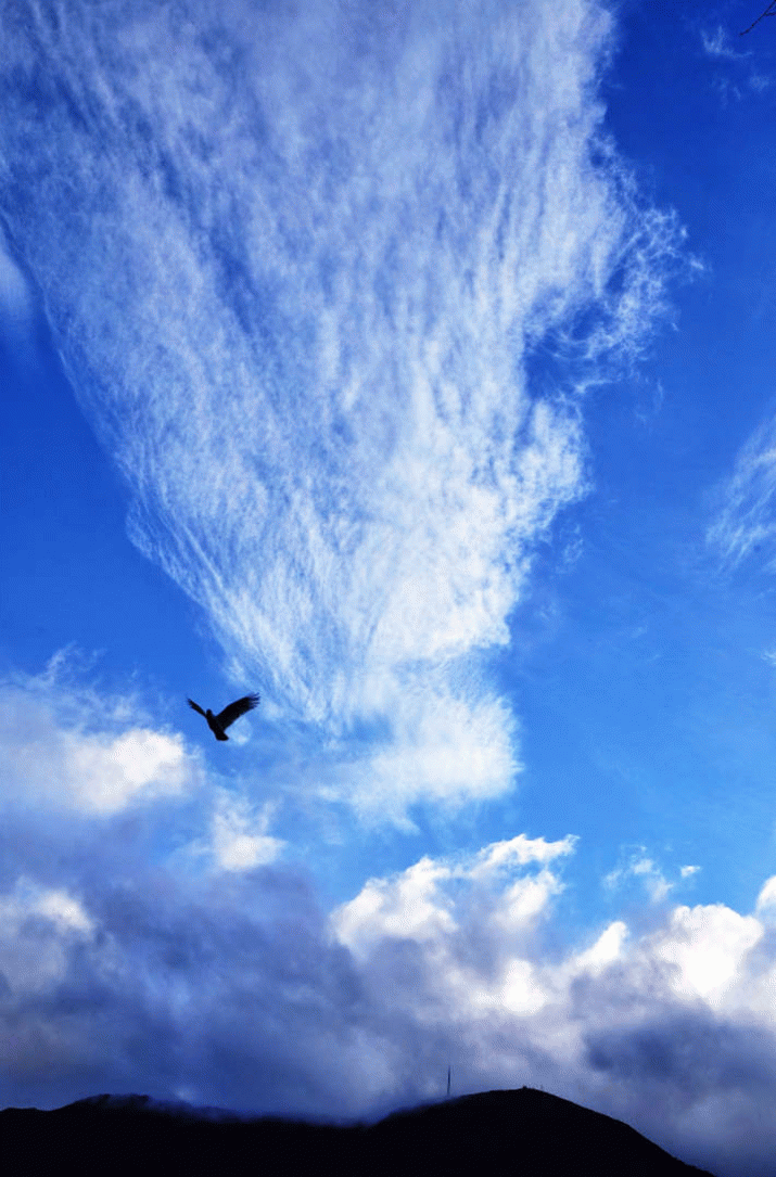 Mother Mountain: The Symphony of Birdsong (11) 3